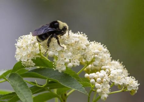 Pacific Northwest Native Plant Profile: White spiraea (Spiraea betulifolia var. lucida) | Real Gardens Grow Natives Spiraea Betulifolia, Northwest Native Plants, Northwest Garden, Twig Dogwood, Oregon Grape, Native Plant Gardening, Native Design, Clay Soil, Community Gardening