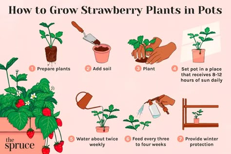 How to Grow Strawberries in Pots How To Grow Strawberries In A Pot, Hanging Strawberry Plants, Strawberry Seedlings, Apartment Vegetable Garden, How To Grow Strawberries, Strawberries In Containers, Gardening Indoors, Strawberry Pots, Plants In Pots