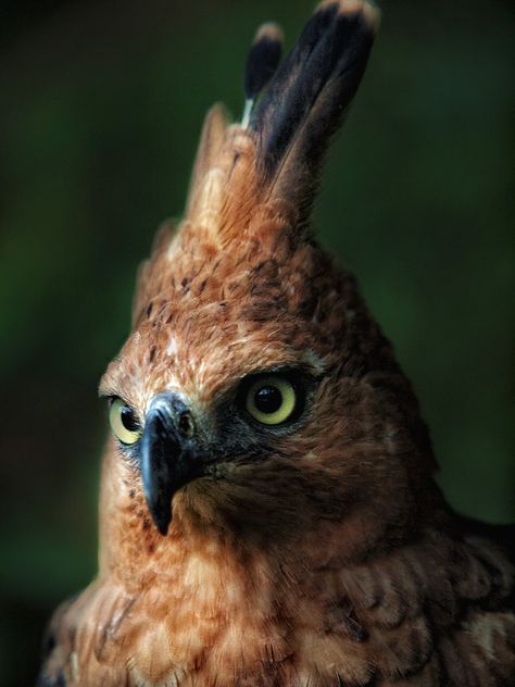 Javan Hawk Eagle | An Indonesian endemic, the Javan Hawk-Eag… | Flickr Different Types Of Eagles, Elk Images, Types Of Eagles, Hawk Eagle, Raptors Bird, Earth Song, Wild Animals Pictures, Eagle Art, Les Continents