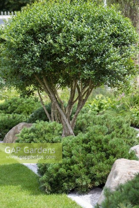 Pinus Mugo Mops, Osmanthus Burkwoodii, Pinus Mugo, Beautiful Gardens Landscape, Naturalistic Garden, Back Garden Design, Modern Landscape Design, Coastal Gardens, Plant Photography