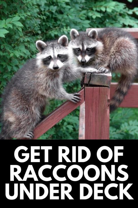 Get Rid Of Groundhogs, Raccoon Repellent, Getting Rid Of Raccoons, Under Deck, Under Decks, Sharp Teeth, The Deck, Racoon, The Signs