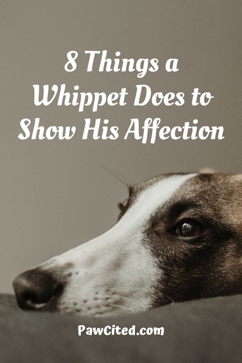 You may be wondering if whippets are affectionate to their dog owners? Here are 8 ways how these athletic dogs show their love for their dog owners. #whippet #doglover #affectionatedog #dog101 Whippets Dog, Whippet Rescue, Whippet Dog Puppy, Whippet Art, Whippet Mix, Dog 101, Whippet Collar, Whippet Puppies, Athletic Dogs