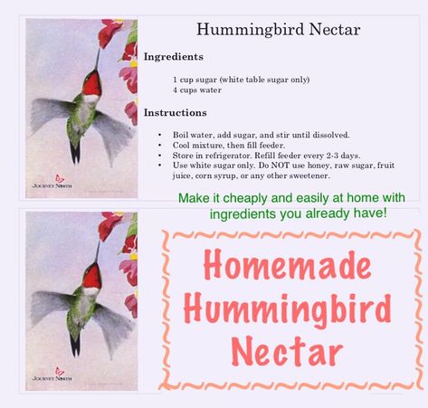 How To Make Hummingbird Nectar, Hummingbird Food Recipe Homemade, Hummingbird Recipe, Hillbilly Recipes, Hummingbird Food Recipe, Hummingbird Mix, Sugar Water For Hummingbirds, Homemade Hummingbird Nectar, Homemade Hummingbird Food