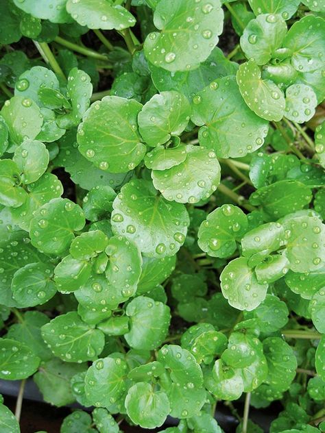 Growing Watercress, Watercress Growing, Water Cress, Anthony William Medical Medium, Foods For Clear Skin, Wild Foraging, Low Oxalate, Wild Mint, Spice Garden