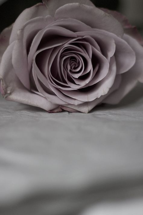 Lilac Aesthetic, Grey Lilac, True Vine, Grey Aesthetic, Types Of Roses, Lilac Grey, Growing Roses, Planting Roses, Rose Style