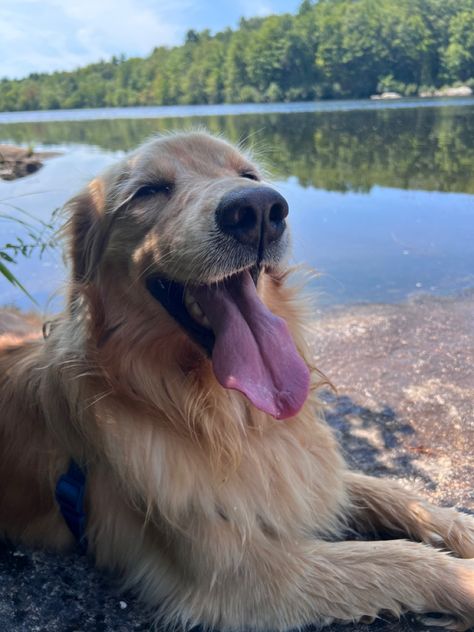 Golden Retriever Smile, A Golden Retriever, Moose, Hanging Out, Golden Retriever, Maine, Dogs, Animals