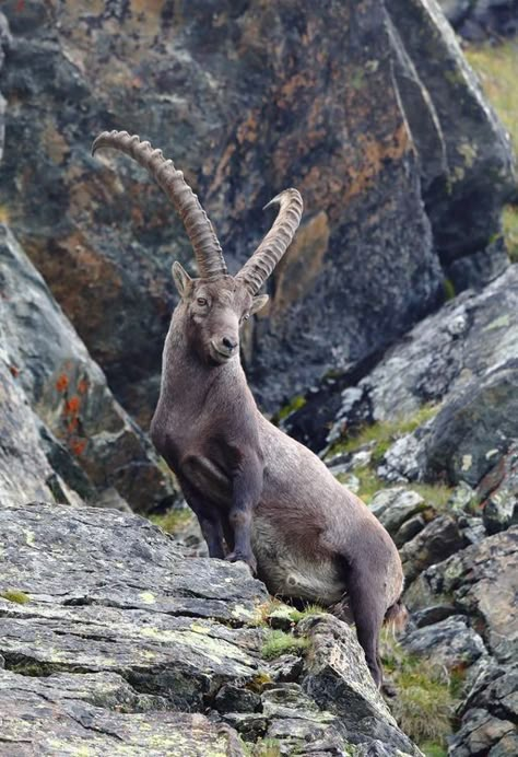 Asia Animals, Ibex Goat, Alpine Ibex, Animals With Horns, Mountain Goats, Tattoo Aesthetic, Mountain Goat, Rare Animals, Majestic Animals