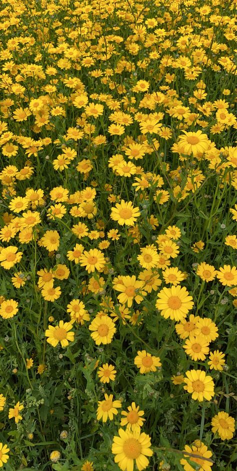 Yellow Aesthetic Wallpaper Flower, Cute Yellow Flower Wallpaper, Yellow Flower Background Aesthetic, Yellow Daisy Aesthetic Wallpaper, Yellow Flower Field Aesthetic, Yellow Aesthetic Pastel, Nature Landscape, Purple Flowers Wallpaper, Yellow Daisies