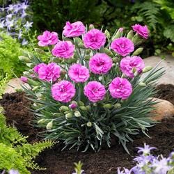 Plants and Trees Sale | FastGrowingTrees.com Lilac Plant, Pink Dianthus, Dianthus Flowers, Growing Trees, Blue Foliage, Plant Breeding, Porch Planters, Fast Growing Trees, Organic Soil