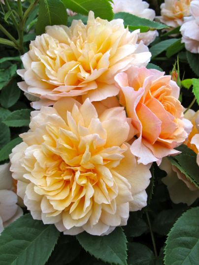 Bloom With Grace, Rose Gardens, Classic Flower, Daffodil Flower, Coming Up Roses, Roses Peonies, Peonies Garden, David Austin Roses, Love Roses