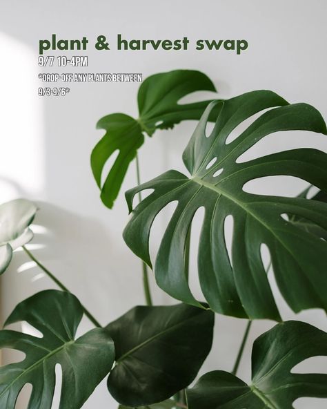 Have too many plants to get back inside or more tomatoes than you could possible use? Join our swap this Saturday, drop off any items you want to include in the swap throughout the week and come back on Saturday for FREE plants ☺️ #swapdontshop #plantswap #reducewaste #metrodetroit #oaklandcountymichigan Alocasia Plant, Green Environment, Pothos Plant, Leaf Images, Monstera Plant, Free Plants, Room With Plants, Crazy Cat, Monstera Leaf