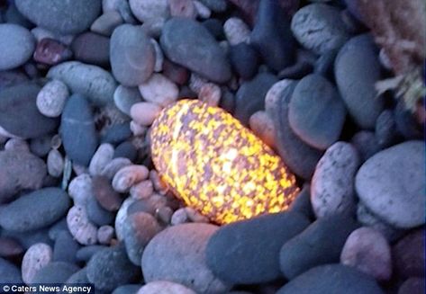 The 'yooperlite' rock was found on the shore of Lake Superior in Michigan USA when a touri... Yooperlite Rocks, Lake Michigan Stones, Rock Science, Rock Identification, Mantis Shrimp, Glow Stones, Rocks And Fossils, Rock Hunting, Orange Glow