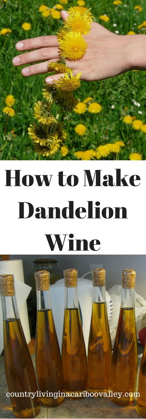 A wonderfully light homemade wine - Dandelion Wine! How to Make it... Wine Fermentation, Homemade Wine Recipes, Dandelion Wine, Make Your Own Wine, Wine Magazine, Wine Aerator, Wine White, Homemade Wine, Wine Guide