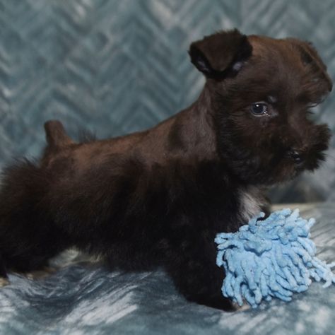 Chocolate Miniature Schnauzer, Miniature Schnauzer Puppy, Toy Schnauzer, Mini Schnauzer Puppies, Schnauzer Puppies, Puppy Finder, Mini Schnauzers, Miniature Schnauzer Puppies, Puppy Treats