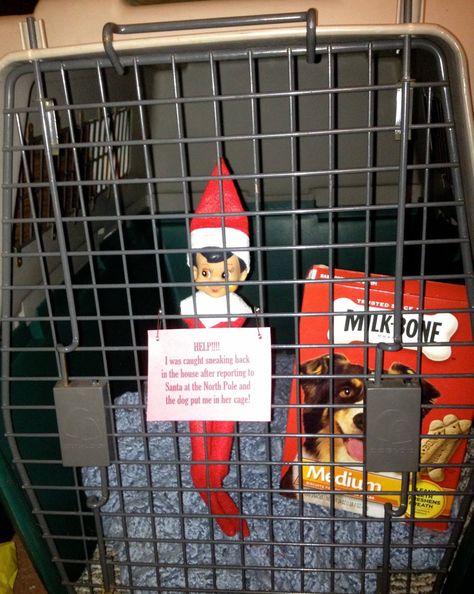 This was one of my favorites.  The elf was in our dog's cage claiming he was caught by the dog sneaking back into the house after flying back to the North Pole to report to Santa!  lol Christmas 2012 Elf Dog Ideas, Elf On The Shelf For Dogs, Elf On The Shelf With Dog Ideas, Elf On The Shelf Vet Clinic, Elf On The Shelf Dog Ideas, Elf 2024, Elf Games, Castle Christmas, Elf Pets