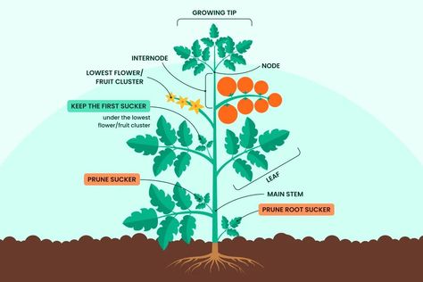 How To Trim Tomato Plants, How To Prune Tomato Plants, Trimming Tomato Plants, Prune Tomato Plants, Pruning Tomato Plants, Tomato Pruning, Determinate Tomatoes, Types Of Tomatoes, Tomato Seedlings