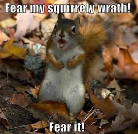 20 Squirrel Memes That Will Melt Your Heart | SayingImages.com Squirrel Quote, Squirrel Memes, Funny Squirrel Pictures, Humor Animal, Squirrel Pictures, Cute Animal Quotes, Squirrel Art, Squirrel Funny, Squirrel Girl