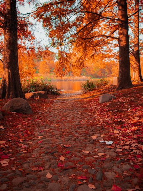 Autumn Forest Landscape, Fall Season Print, Fall Forest Wall Art, Autumn Nature Photography (PRINTS DO NOT COME FRAMED.) Frames in photos are for display purposes only.  PRINT SIZE OPTIONS: * 8×10 inches/20x25 cm * 11x14 inches/27x35 cm * 12×18 inches/30x45 cm * 16x24 inches/40x60 cm * 20x30 inches/48x75 cm * 24x36 inches/60x91 cm * SURFACE: Fuji Matte (A traditional professional matte surface paper with minimal texture and sheen, showcasing vibrant, true-to-life colors) * SHIPPING: FREE SHIPPING! Tracking is included with every purchase. Delivery time may vary depending on your location but do my best to shipping it as soon as possible. * PLEASE NOTE: Print comes unframed. Photo may be cropped depending on size of purchase. Each print are color corrected for the best print quality possibl Autumn Astethic, Framing Photos, Photography Autumn, All Seasons, Season Autumn, Fall Nature Photography, Fall Aethstetic, My Season, Nature Autumn