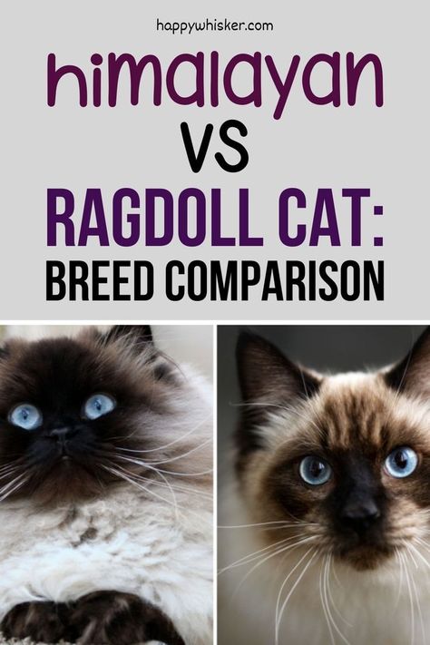 Brown Himalayan Cat, Himalayan Ragdoll Cat, Hymilain Cat, Hymalian Cats, Himalayan Cat Kitten, Ragdoll Cat Aesthetic, Ragdoll Cat Breeders, Ragdoll Cat Colors, Cat Breeds List