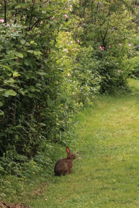 Wild Rabbit Aesthetic, Annaliese Core, Rabbit In Forest, Bunny Outside, Wild Bunnies, Rabbit Aesthetic, Wild Rabbits, Magical Cottage, Wild Bunny