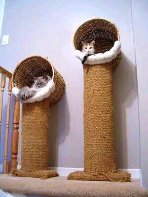 Diy Jouet Pour Chat, Katt Diy, Katt Grejer, Kat Diy, Diy Cat Tree, Cat House Diy, Diy Cat Toys, Cat Towers, Cat Playground