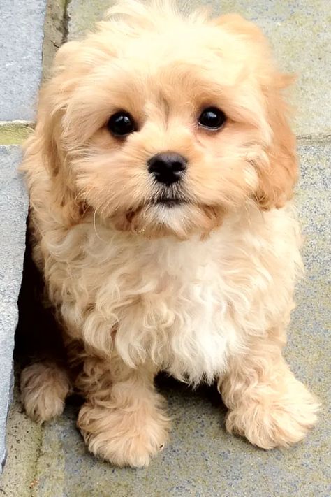 The Top 10 Cutest Mixed Dog Breeds - PetHelpful Teddy Puppy, Mixed Breed Puppies, Designer Dogs Breeds, Puppy Mix, Cavapoo Puppies For Sale, Toy Dog Breeds, Designer Dogs, Cutest Puppies, Cavapoo Puppies