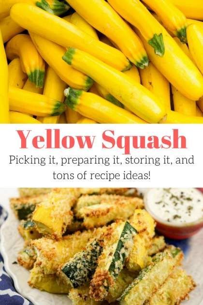 Recipes For Yellow Zucchini, Paleo Yellow Squash Recipes, How To Cook Yellow Squash, Zucchini Cheesecake, How To Prepare Squash, Crookneck Squash Recipes, Yellow Zucchini Recipes, Misfit Market, Cook Squash