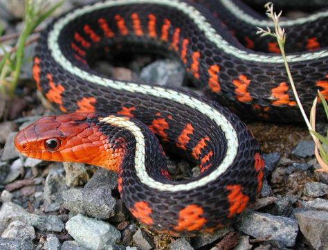 Dragon Snake, Cool Snakes, Garter Snake, Colorful Snakes, Pretty Snakes, Reptile Room, Snake Lovers, Cobra Snake, Snake Venom