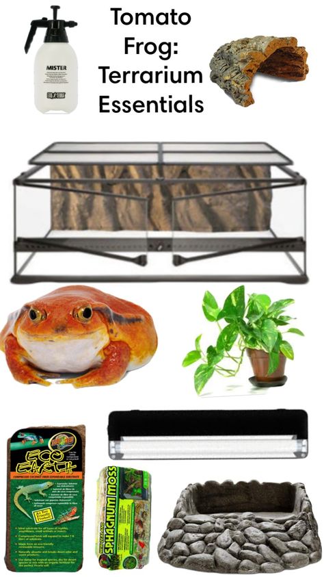 Tomato Frog Terrarium, Frog Aquarium Ideas, Frog Setup, Tomato Frog, Frog Habitat, Frog Terrarium, Turtle Aquarium, Frog Tank, Enclosure Ideas