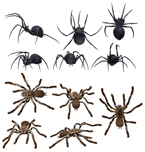 Spider Reference Drawing, Spider Reference Photo, Spider Drawing Reference, Spider Types, Spider Identification Chart, Spider Anatomy, Spider Identification, Spider Fact, Funnel Web Spider