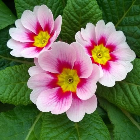 Primula vulgaris 'Husky Appleblossom', Primula 'Husky Appleblossom' in GardenTags plant encyclopedia Primula Vulgaris, How To Draw Flowers, Bog Garden, Plant Encyclopedia, Draw Flowers, Plant Information, Late Winter, Shade Plants, Diy Crafts For Gifts