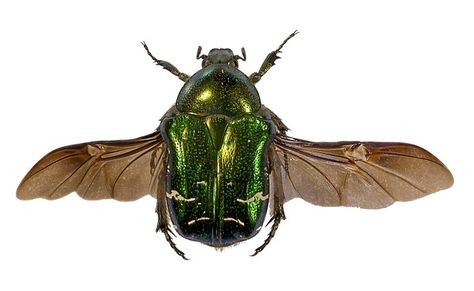 Beetle Wings, Open Wings, Green Wing, June Bug, Scarab Beetle, Natural Insect Repellant, Beautiful Bugs, Arthropods, Insect Art