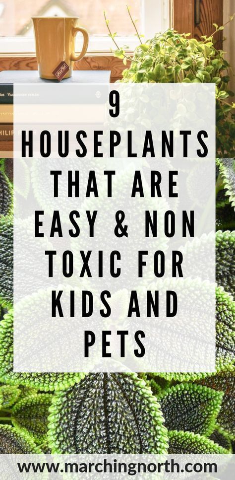 Garden Preservation, Dog Safe Plants, Houseplants Safe For Cats, Safe House Plants, Easy Indoor Plants, Low Light House Plants, Popular House Plants, Planting For Kids, Easy House Plants