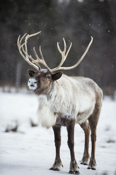 Caribou Animal, Animals Tattoo, Winter Animals, Arctic Animals, Amazing Animals, Christmas Illustration, Sweet Animals, Animal Planet, An Animal