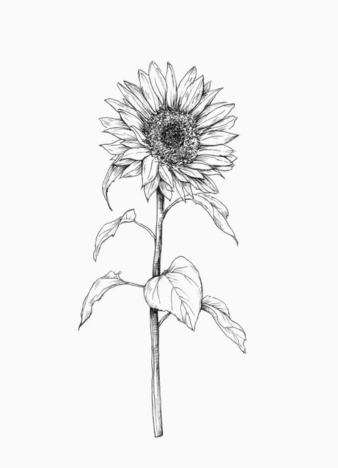 Sunflower Sketches, Sunflower Illustration, Sunflower Drawing, Illustration Tattoo, Muster Tattoos, Sunflower Tattoos, Initial Tattoo, Butterfly Tattoos, Sunflower Tattoo Design