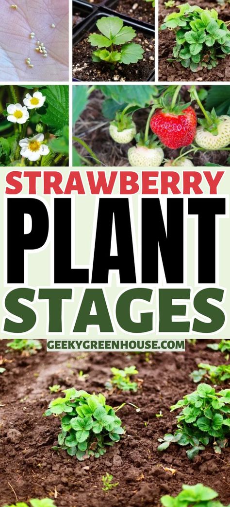 Strawberry plant stages Strawberry Seedlings, Growing Strawberries In Containers, Everbearing Strawberries, Stages Of Growth, Strawberries In Containers, W Pictures, Strawberry Plant, Berry Garden, Strawberry Seed