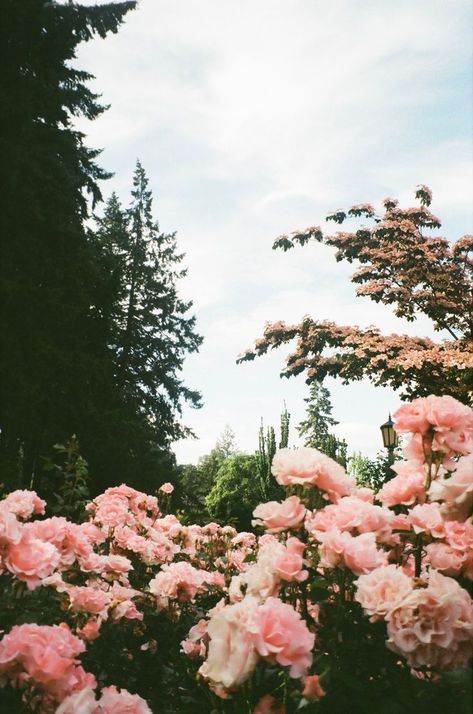 pink roses in the portland rose garden 35mm Film Aesthetic, Flower Film, White Veils, Camera Vintage, 35mm Photography, Film Photography 35mm, Floral Photography, Spring Aesthetic, On Film