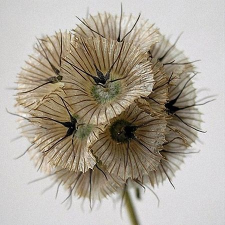 Scabiosa Seed Pods White Scabiosa, Seed Pods Photography, Ceramic Seed Pods Sculpture, Poppy Seed Pods, Scabiosa Pods, Mediterranean Plants, Blue Wedding Flowers, Grass Seed, Unusual Flowers