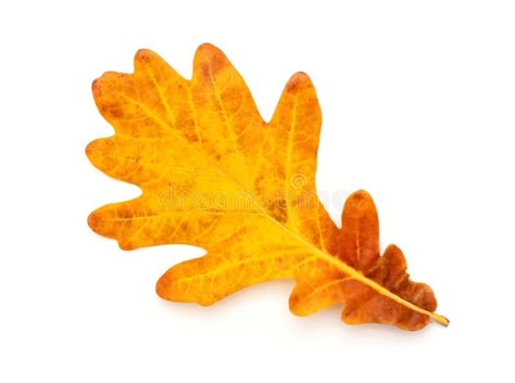 Colorful Autumn oak leaf. Isolated on white background , #AFF, #oak, #Autumn, #Colorful, #leaf, #background #ad Fall Leaves Images, Oak Leaf Tattoos, Red Oak Leaf, Fall Gourds, Painting Flowers Tutorial, Leaf Outline, Leaf Photography, Gingko Leaves, Autumn Foliage