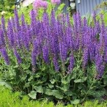 Strip Garden, May Night Salvia, Rozanne Geranium, Purple Perennials, Salvia Plants, Meadow Sage, Purple Salvia, Salvia Nemorosa, Deer Resistant Perennials