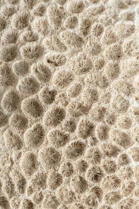 Closeup beige natural coral texture | free image by rawpixel.com / Teddy Rawpixel Coral Texture Pattern, Coral Mood Board, Coral Skeleton, Texture In Nature, Coral Images, Fish Texture, Rhino Architecture, Coral Aesthetic, Coral Texture