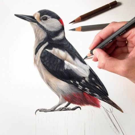 Realistic Bird Drawings, Photorealism Tattoo, Colored Pencil Animals, Color Pencil Sketches, Painting For Children, Great Spotted Woodpecker, Spotted Woodpecker, Color Pencil Sketch, Prismacolor Art