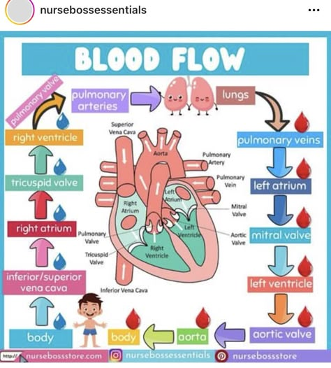 Blood Flow Through The Heart, Emt Study, Nursing School Life, Paramedic School, Nursing School Essential, Medical School Life, Nursing School Motivation, Basic Anatomy And Physiology, Nurse Study Notes