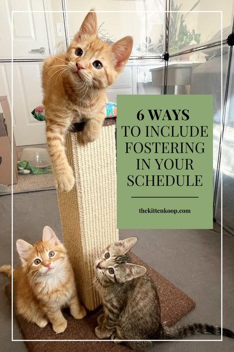 Cat Foster Room Ideas, Kitten Foster Room, Foster Cat Room Ideas, Foster Kitten Room Ideas, Cat Foster Room, Foster Cat Room, Foster Kittens Setup, Foster Kitten Room, Fostering Cats