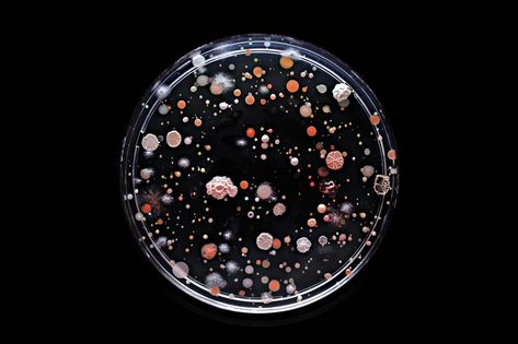 What Lives on the Subway Pole? Craig Ward, Graphic Circle, Ny Subway, Subway Series, Petri Dishes, Dr Jart, New York Subway, Bio Art, Petri Dish