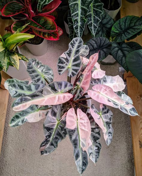 Pink Alocasia, Merritt Island, Gardening Trends, Inside Plants, Pink Plant, Garden Design Plans, Plant Therapy, Plant Aesthetic, Starter Plants