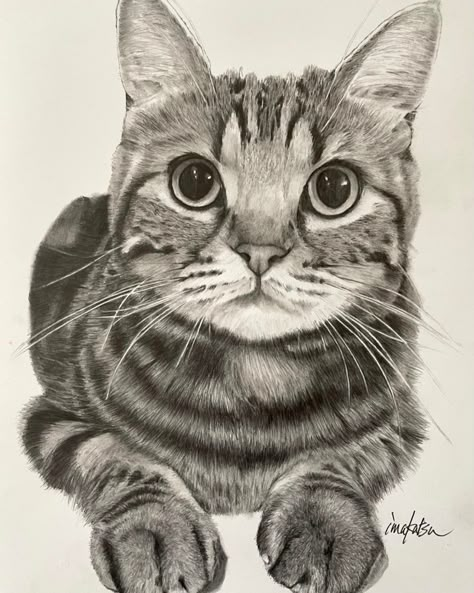 Gray Tabby Cat Drawing, Tabby Cat Drawing Simple, Grey Tabby Cat Drawing, Tabby Cat Drawing, Tabby Cat Art, Realistic Animal Drawings, Kitten Drawing, Painting Drawing Ideas, Doodle Bug