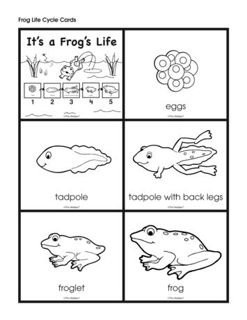 It's a Frog's Life, Lesson Plans - The Mailbox Frog Lesson Plans Preschool, Frogs Kindergarten, Frog Worksheet, Frog Life Cycle Worksheet Free Printable, Tad Poles, Frog Lesson Plans, Frog Dissection Worksheet, Life Cycle Of A Frog Printable, Life Cycle Of A Frog Anchor Chart