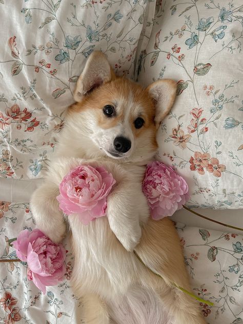 Corgi Breeds, Cute Corgi Puppy, Corgi Funny, Corgi Puppy, Cute Corgi, Puppies Funny, Pembroke Welsh Corgi, Fluffy Animals, Corgi Dog