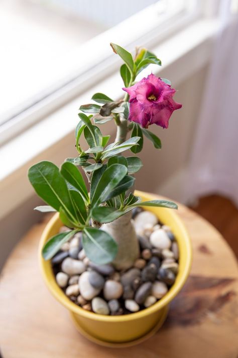 Follow This Easy Guide to Grow Beautiful Desert Rose Plants Plants That Grow In The Desert, Desert Rose Plant Care, Desert Rose Meaning, How To Care For Desert Rose Plant, Dessert Rose Plant, Desert Rose Care, Desert Rose Bonsai, Potted Plants Patio, Violet Garden